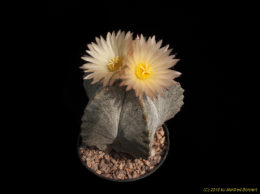 Astrophytum cv. HAKUUM 1275